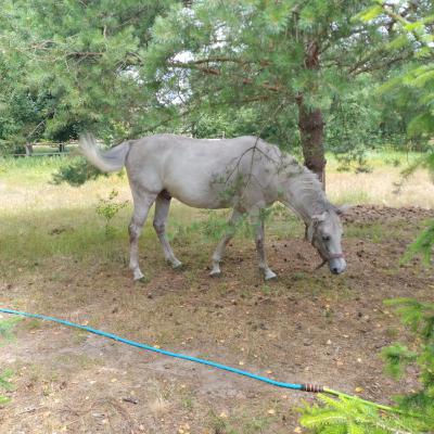 Siła napędowa w zadzie konia