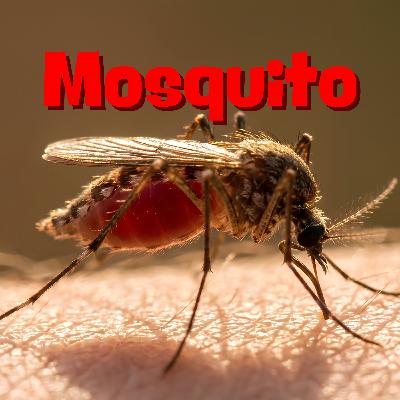 🦟 El Mosquito 🦟 El Mosquito