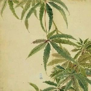 丘中有麻,因为爱情 丘中有麻,因为爱情