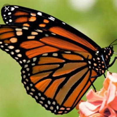 The legend of butterflies