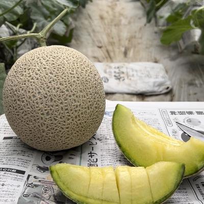 第12食目　まさきさんのメロン