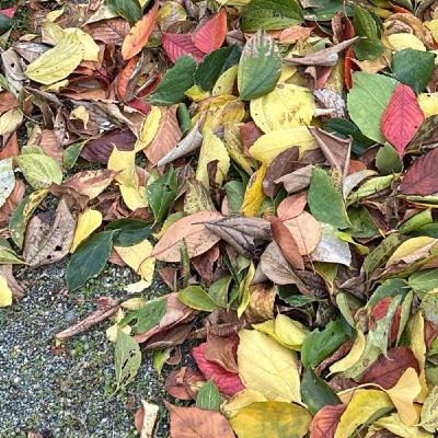 【朝さんぽ10分】11月のコラボ無事完了🙏