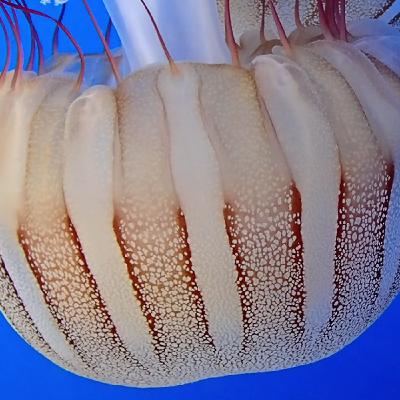 Facts: The South American Sea Nettle