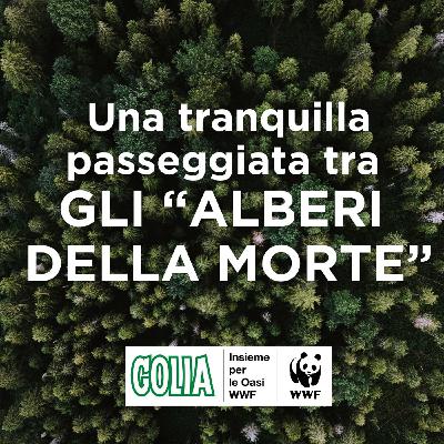 Una tranquilla passeggiata tra gli "alberi della morte"