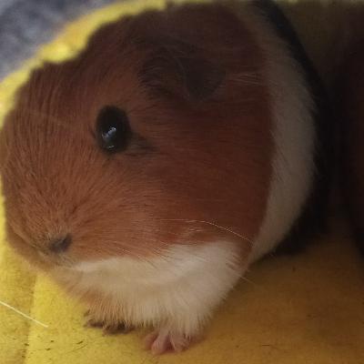 The life of a tween! Ep.1 Introduction!