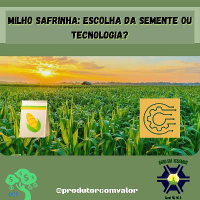 Milho safrinha: escolha da semente ou tecnologia? Milho safrinha: escolha da semente ou tecnologia?