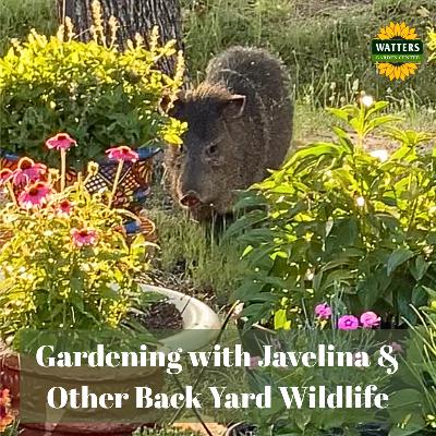 🐗 Gardening with Javelina and other Back Yard Animals