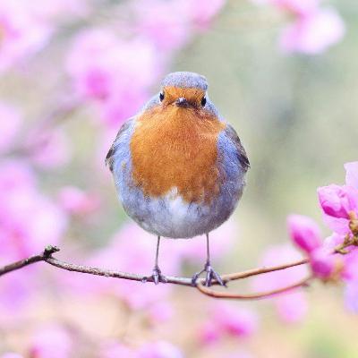 Nerviges Vogel Gezwitscher und Lustige Klassenfahrten | Ottcast 58