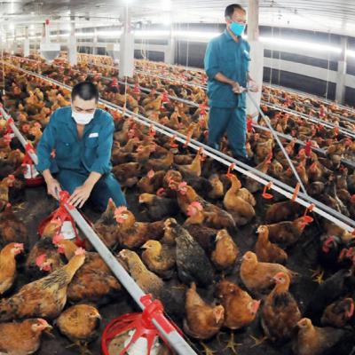 Chuyên gia của bạn - Thực hành chăn nuôi gia cầm đảm bảo an toàn sinh học
