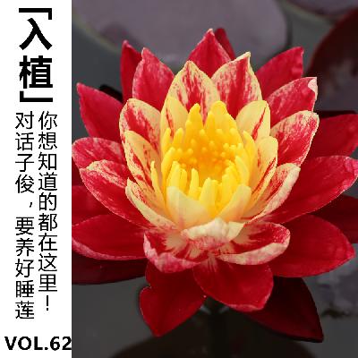 Vol.62【入植】对话子俊: 要养好睡莲，你想知道的都在这里！