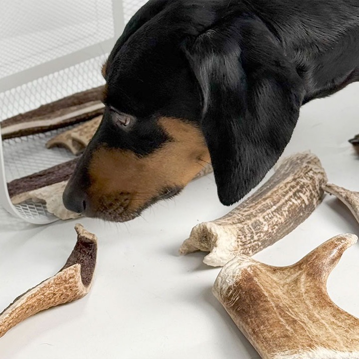 Why Antlers Are Natural Chew Choice For Dogs