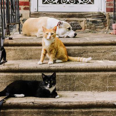 Urussanga supera 400 castrações e microchipagens de animais em 2025 Urussanga supera 400 castrações e microchipagens de animais em 2025