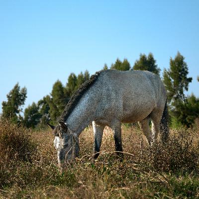 Ep 04 - Lo mucho que disfruto viajar por mi ciudad y realizar fotografía libremente.