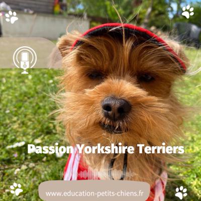 Passion Yorkshire terriers : Petit chien = chien pourri gâté