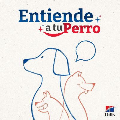 EP 9: ¿Mi perro está envejeciendo?