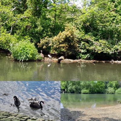 Exam season makes swim worth