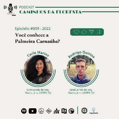Você conhece a Palmeira Carnaúba?