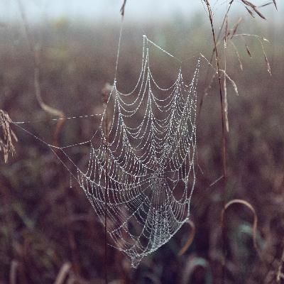 La Historia De Tres Viudas Negras/Black Widows Three Stories