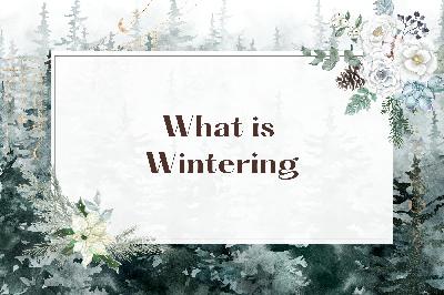 What is Wintering What is Wintering