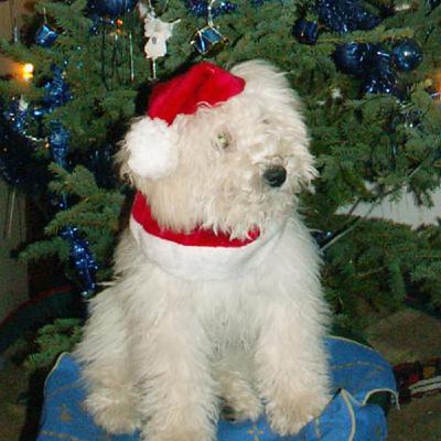 Caribbean Bacchanal 14 Soca & Reggae Show