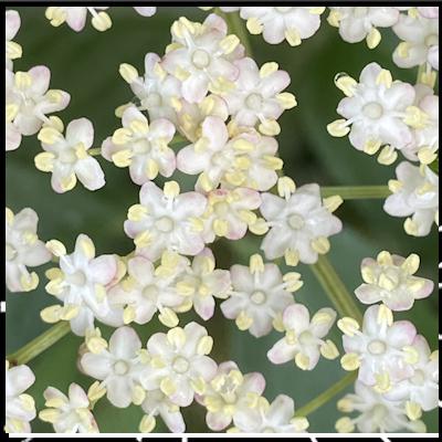 Prendre soin de vous est essentiel épi 4 Découverte du sureau noir avec Anne Merry