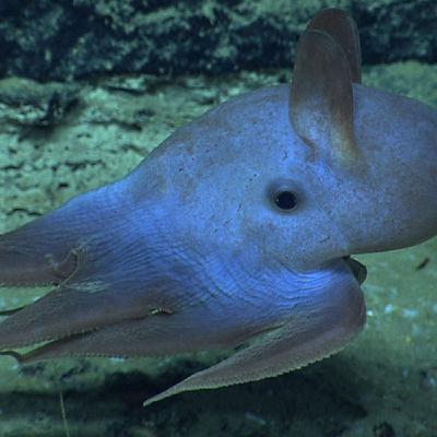WILD - PODCAST ANIMALIERS # 158 - LA PIEUVRE DUMBO