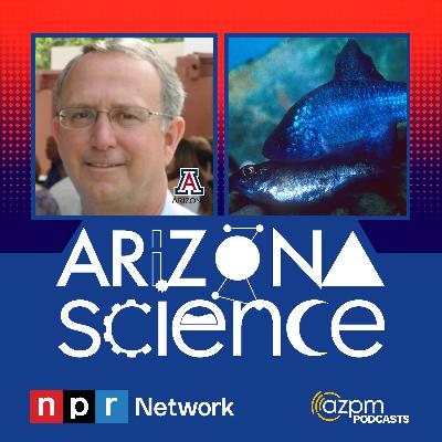 Helping an endangered desert fish survive Helping an endangered desert fish survive