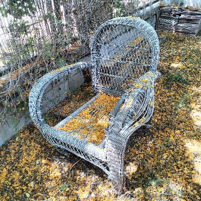 El bosque habitado - Todo es verdad en el agua y en el bosque - 10/08/25