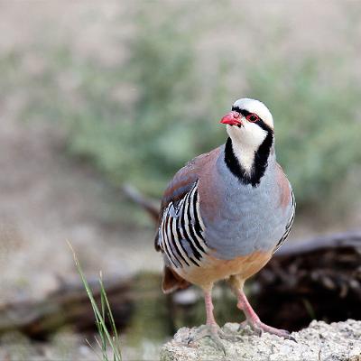 2025 Nevada Chukar Forecast