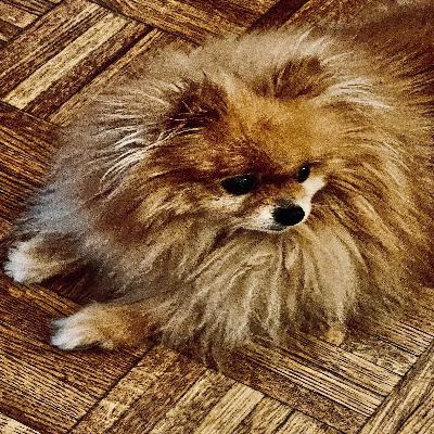 Trivia with Dad(#83): Parents, Kids, Foxes, Physics