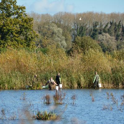 Aflevering 10: Waterteunisbloem Aflevering 10: Waterteunisbloem