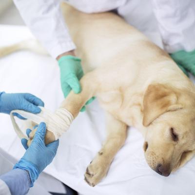 Tecnica Quirurgica en Orquitectomia en Lechon