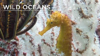 Mating leopard sharks, egg-laying cuttlefish & a rare seahorse Mating leopard sharks, egg-laying cuttlefish & a rare seahorse