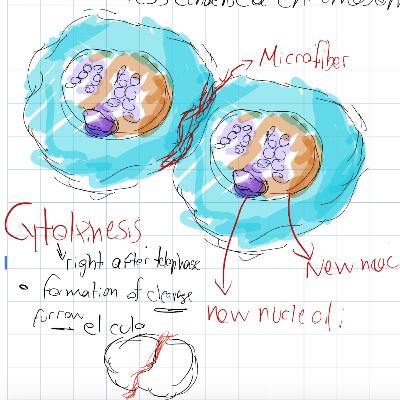 Cell cycle - Episode 6#