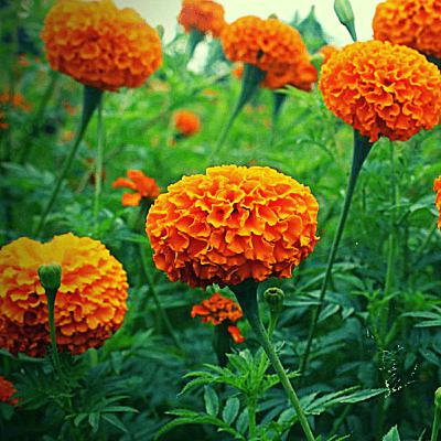 Tihar and Agriculture | Ep 17 | Krishi Srophero | Nepali Podcast