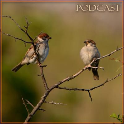 Lectio Divina del 21 Giugno 2020 a cura di don Domenico Luciani