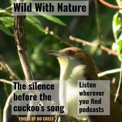 The silence before the cuckoo's song