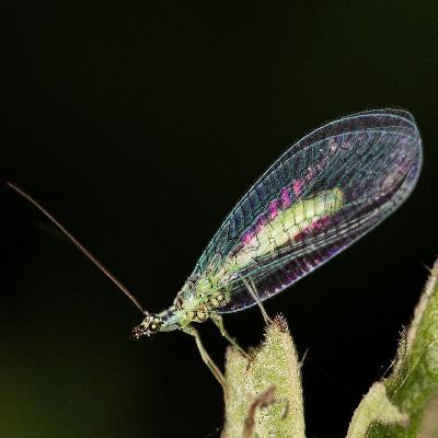 #008 Natürliche Schädlingsbekämpfung III: Die Florfliege
