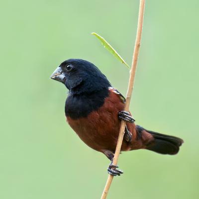 Chestnut-bellied Seed-Finch / Curió (Sporophila angolensis)