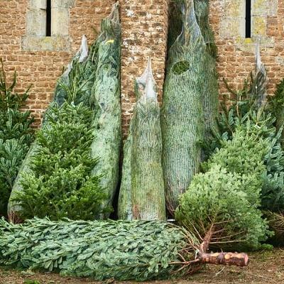 2025 Christmas tree sales tipped to hit all time high 2025 Christmas tree sales tipped to hit all time high