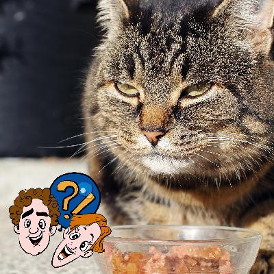 Warum gibt es kein Katzenfutter mit Mäusegeschmack?