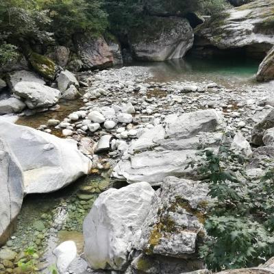 Médicos com stress pós traumático e animais em dificuldade