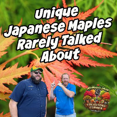 Unique Japanese Maples Rarely Talked About | MrMaple Show Podcast Collectors Corner Special