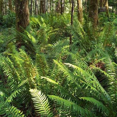Fabulous Ferns & Summer Bulbs