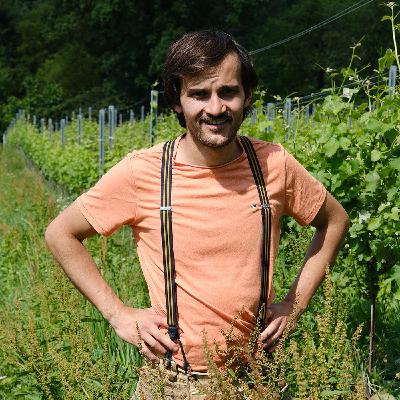 Ausgeizen, Einstricken & Pflanzenschutz im Weingarten - Karl G. Ausgeizen, Einstricken & Pflanzenschutz im Weingarten - Karl G.