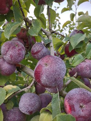 Episode 57 - What is a Liberty Apple?