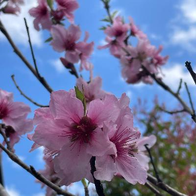 卵子凍結、麻酔分娩(無痛)への助成金、不妊治療保険適応について