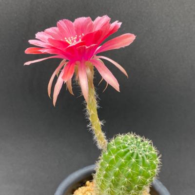 cactus guide by yui 1