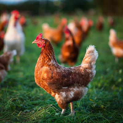 Phil and Anne Westwood on 4 Decades of True Free Range Egg Farming