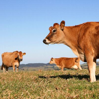 444: Are you grazing in a 'green drought'?